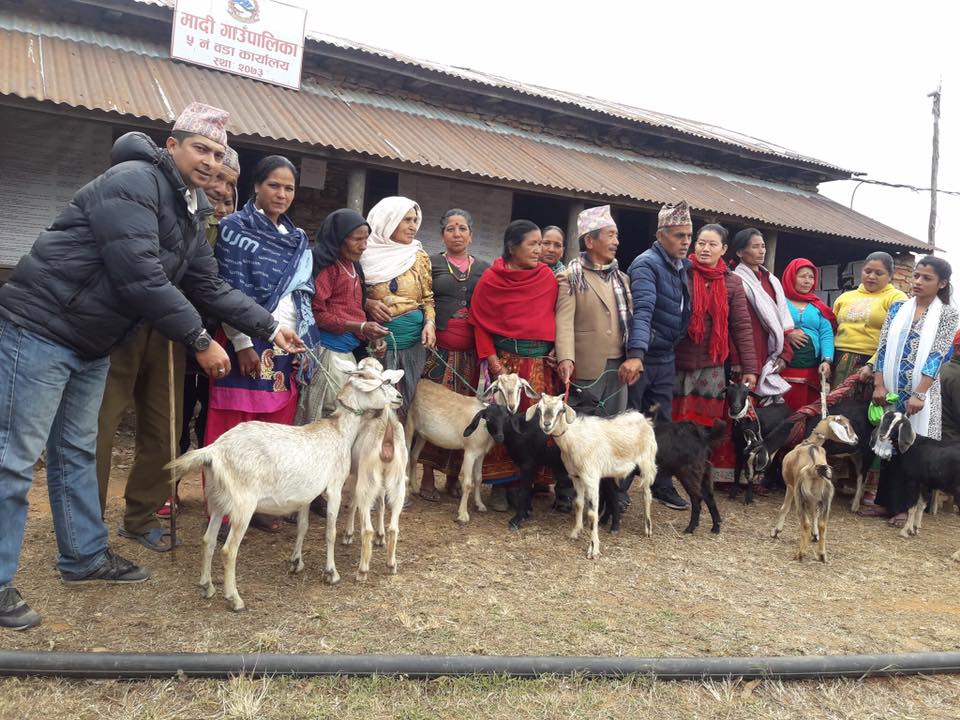 मादी ५ मा अनुदानका बाख्रा वितरण