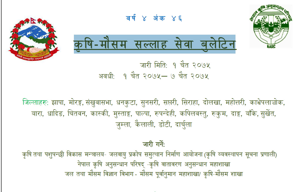 चैते धान र मकैका लागि ध्यान दिनुपर्ने कुरा(विस्तृत)