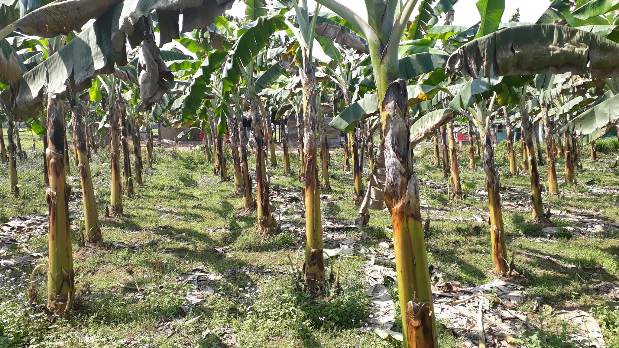 केरामा लाग्ने रोग पहिचानका लागि चितवनमा नमुना संकलन