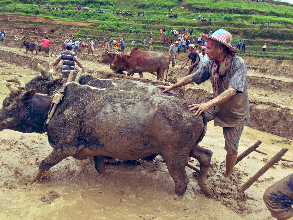 फाेटाेमा असार १५