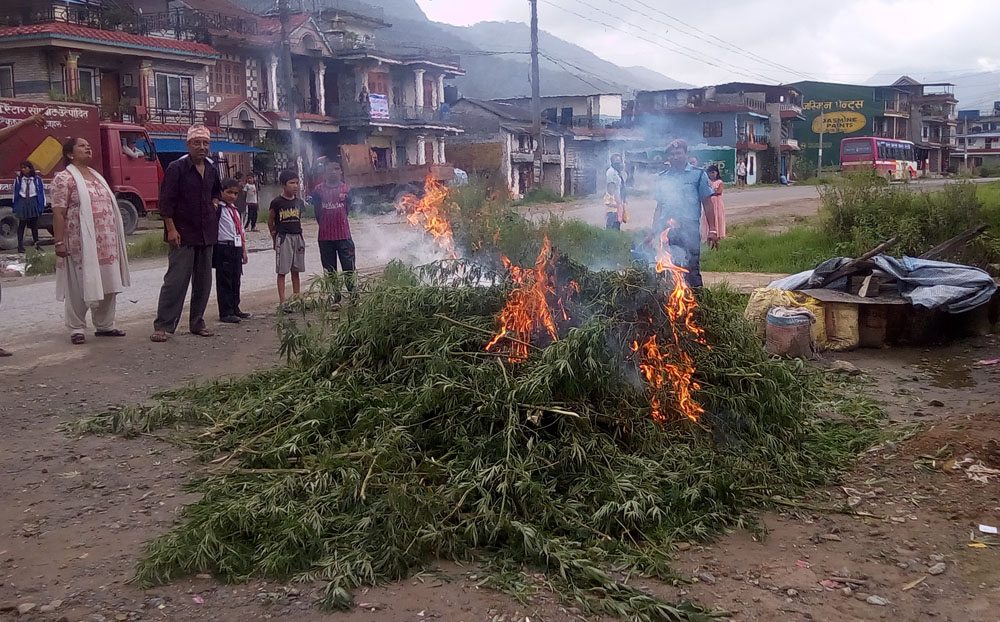 हेमजामा ८ क्वीन्टल गाँजा नष्ट