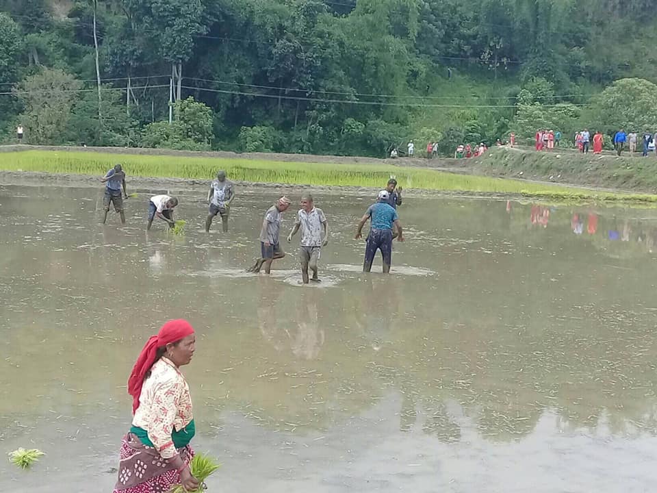 घाचाेकमा चक्लाबन्दीका साथ सामूहिक खेती शुरू