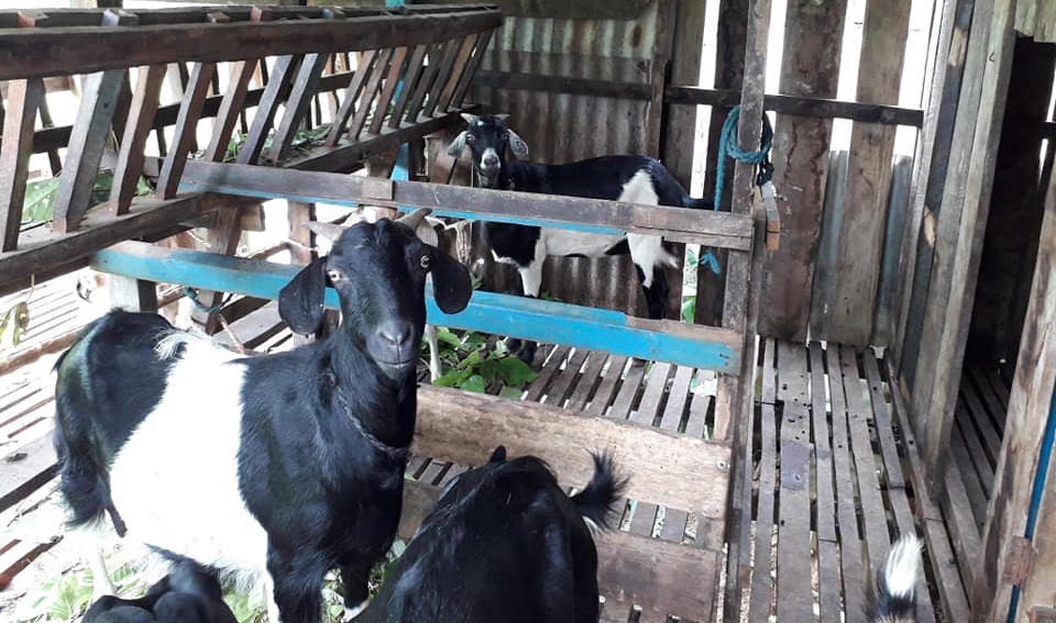 गण्डकी प्रदेशमा थप ३६ नमूना कृषि गाउँ बनाइने