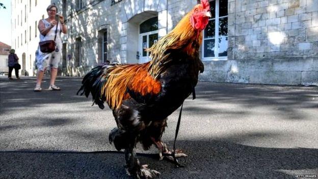 कुखुराको अभिव्यक्ति स्वतन्त्रताका पक्षमा आदेश, ११ सय डलर जरिवाना