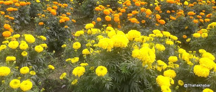 भाइटीका कात्तिक १० गते, बिहान ११ः३७ मा उत्तम साइत