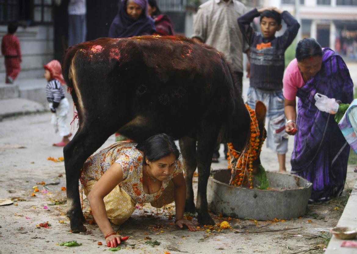 तिहारः गाई पूजा गरी मनाइँदै