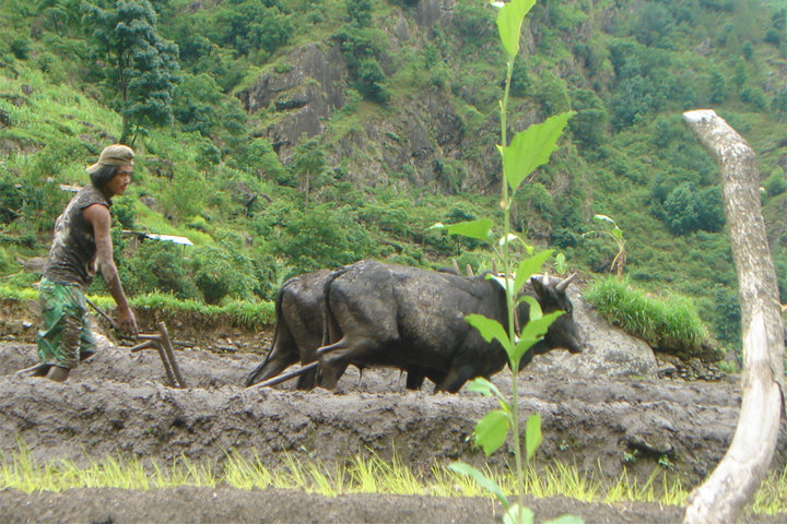 असार १५ः राष्ट्रिय धान दिवस मनाइँदै